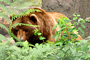 Grizzly3-187 Grizzly3-187