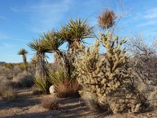 Mojave287-317x317