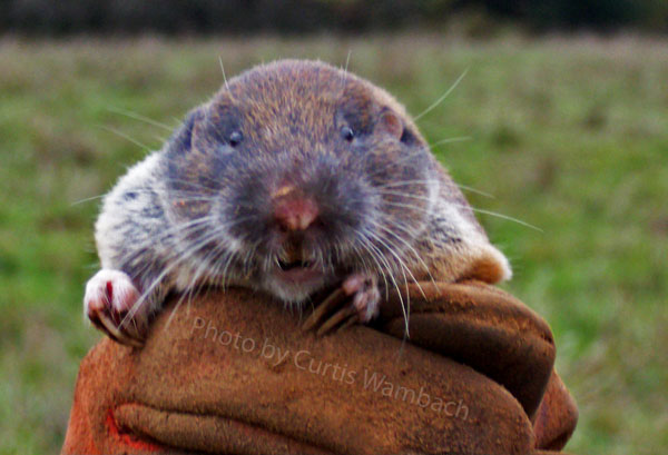 Title-Gopher-600 Title-Gopher-600