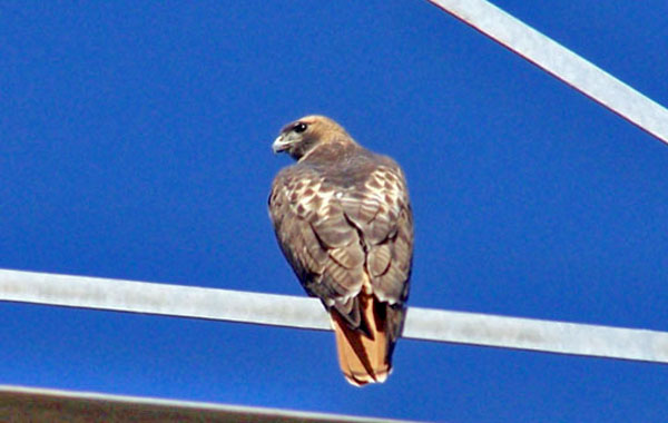 Trans-hawk-600